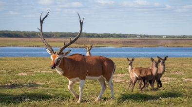 long island game farm